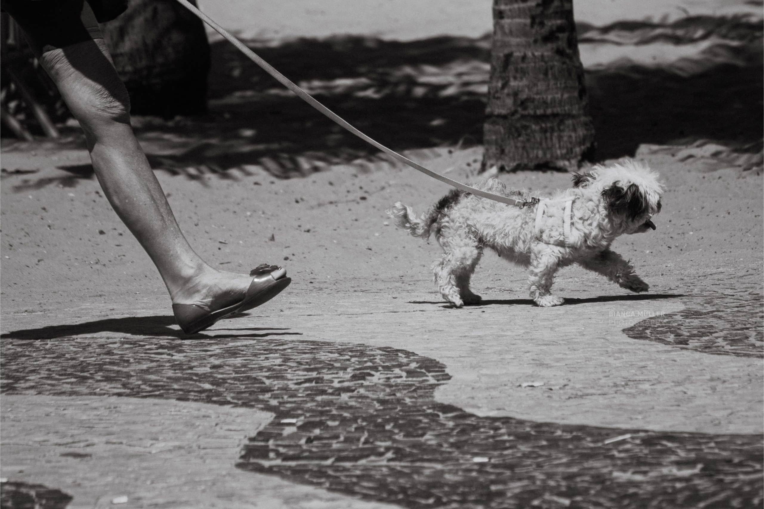 A Woman Walking Her Dog